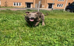 Lurcher dogs for sale: Collie Whippet grey x bull greyhound  - Image 1