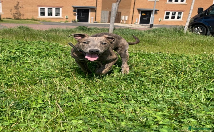 Lurcher dogs - Advert 1