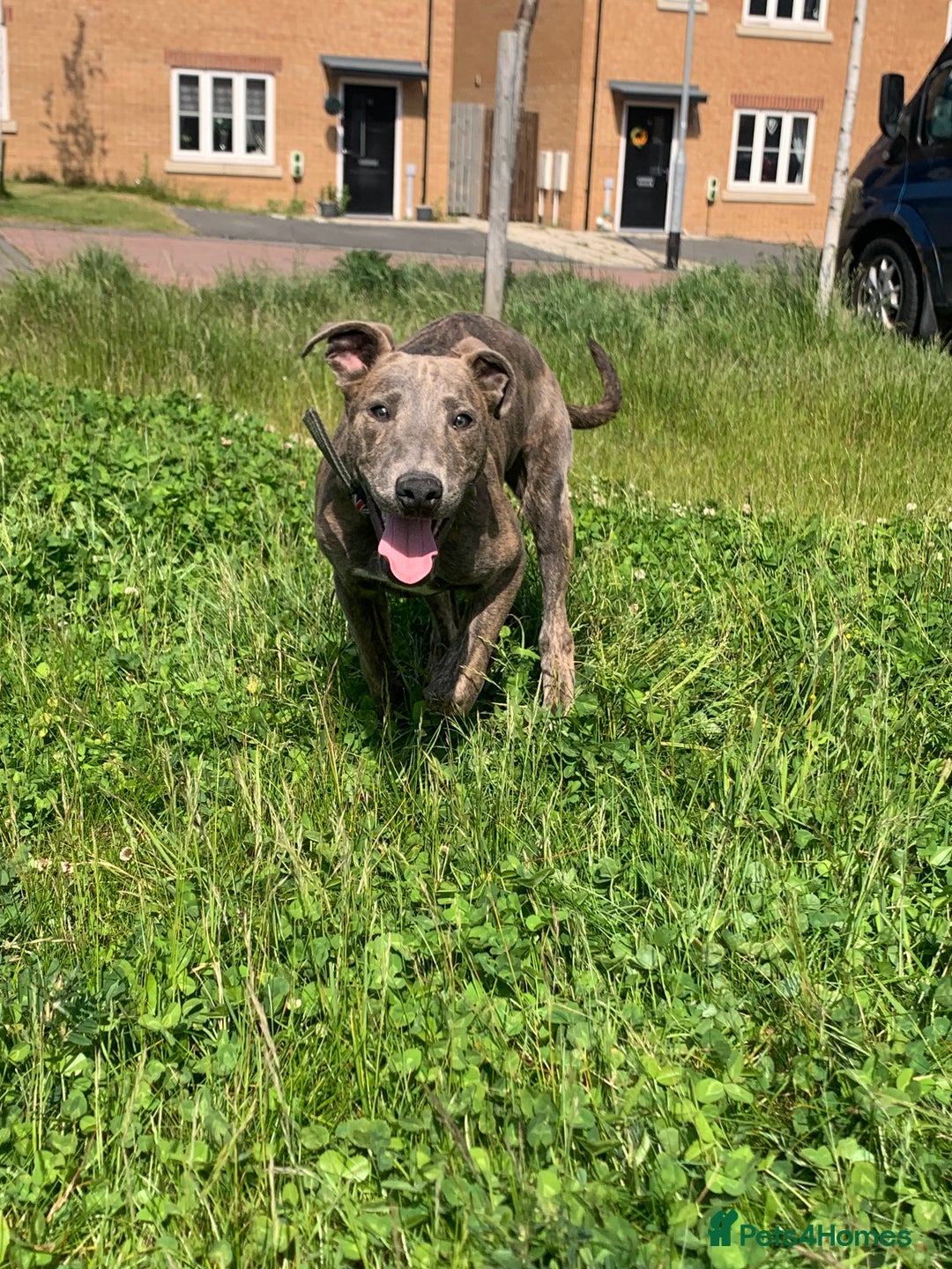 Lurcher dogs for sale: Collie Whippet grey x bull greyhound  - Image 1