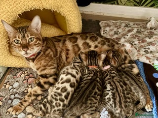 Bengal cats Beautiful Bengal Kittens - Advert 3