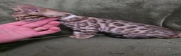 Bengal cats for sale: TICABengal Kittens FullyVaccinated Ready NOW❗️❗️❗️ - Advert 23