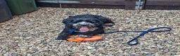 Cockapoo dogs for adoption: Buddy - Fakenham Norfolk  in Fakenham - Advert 8