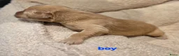 Golden Retriever dogs for sale: Golden retriever champion bloodline puppies. - Advert 29