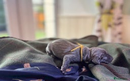 Weimaraner dogs for sale: 🐾Adorable KC Registered Weimaraner Puppies🐾 - Image 20
