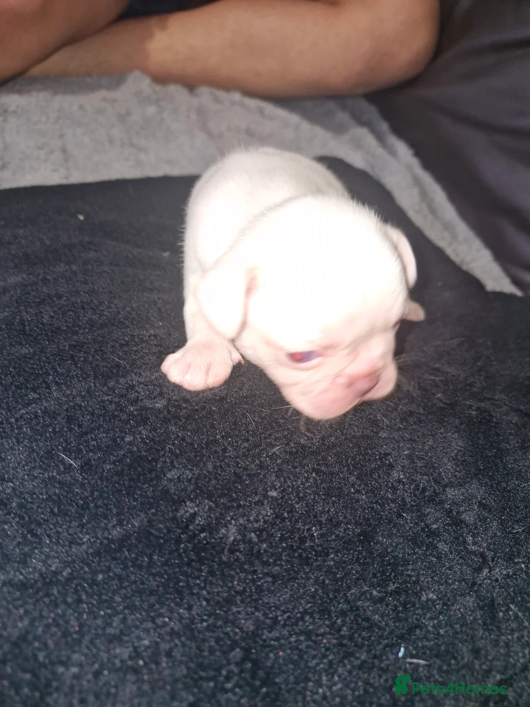 French Bulldog dogs for sale: French bulldog puppies - Advert 5