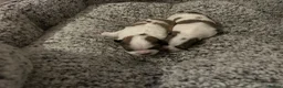 Shih Tzu dogs for sale: Shiatsu puppies for sale  - Advert 4