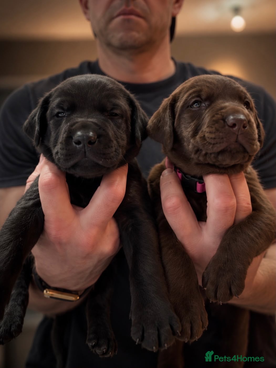 Mixed Breed dogs for sale: Canis Panther, Genesis Panther Puppies - Advert 2