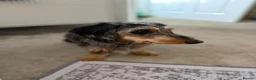 Dachshund dogs for sale: Wired haired dachshund  in Stoke-on-Trent - Advert 4