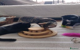 Domestic Shorthair cats for adoption: Lily & Boo, 5 month old kittens  - Image 5