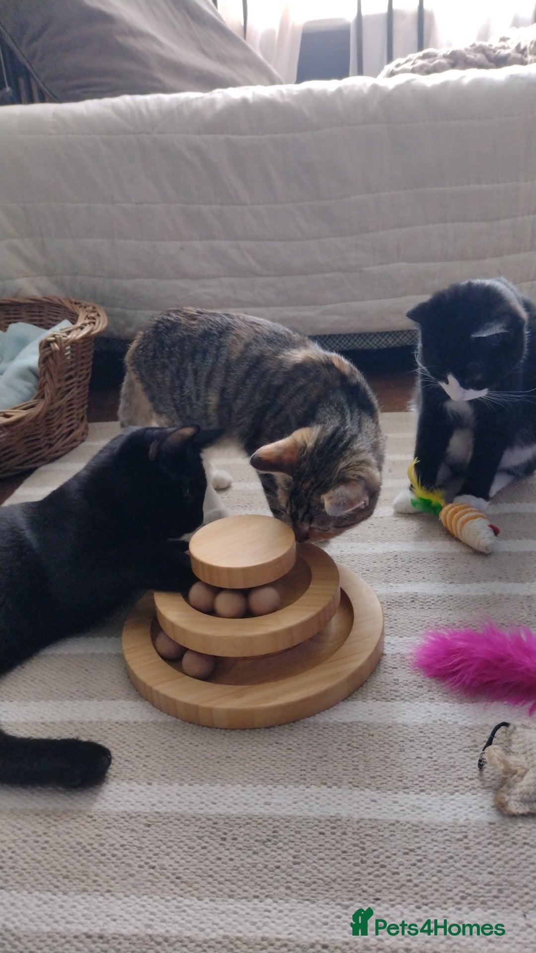 Domestic Shorthair cats for adoption: Lily & Boo, 5 month old kittens  - Image 5