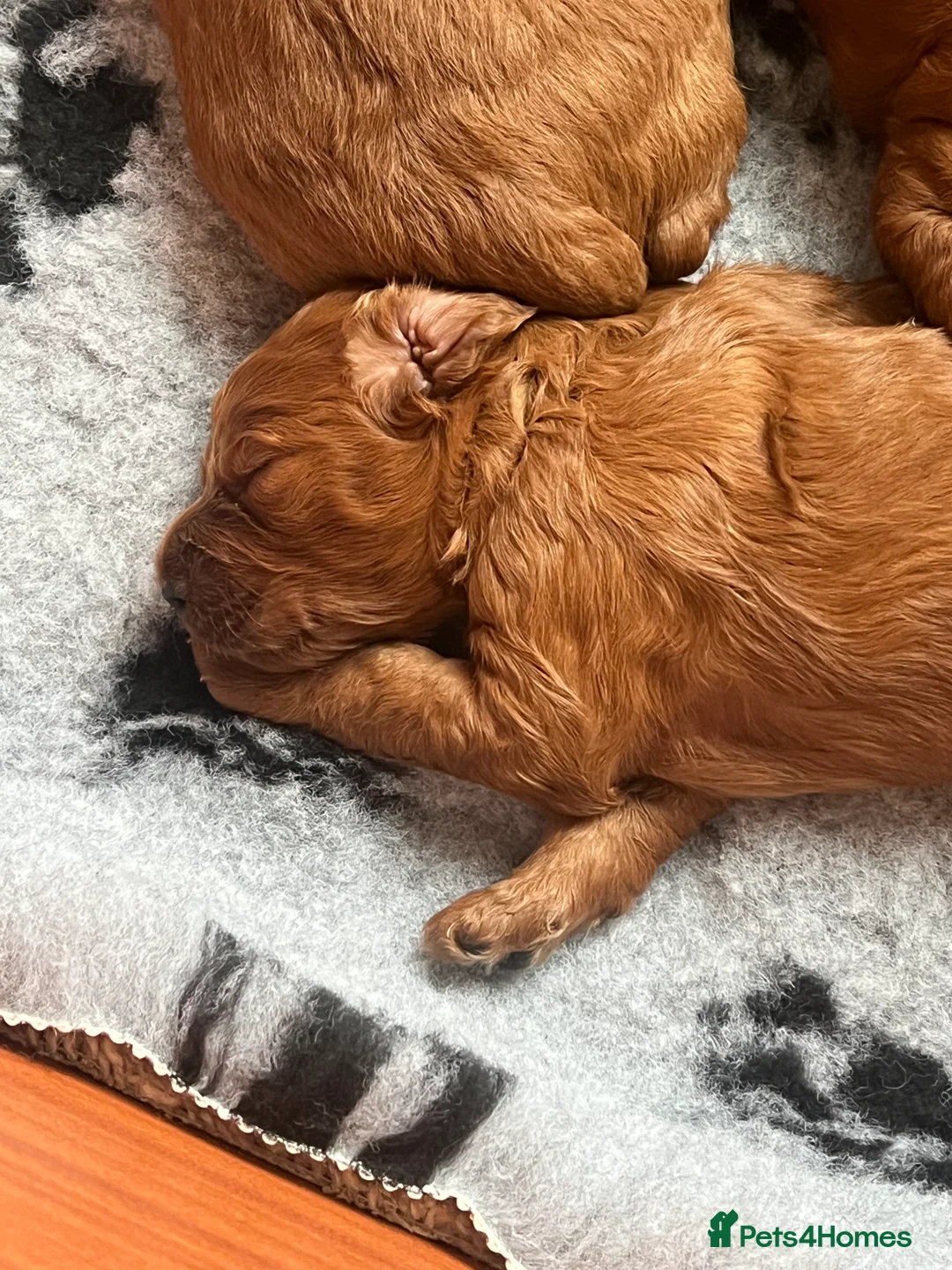 Irish Doodle dogs for sale: Beautiful Irish doodle puppies  - Advert 22