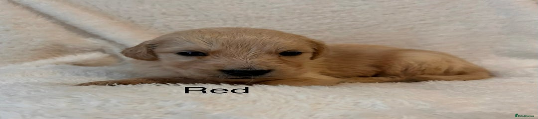 Golden Retriever Red Boy