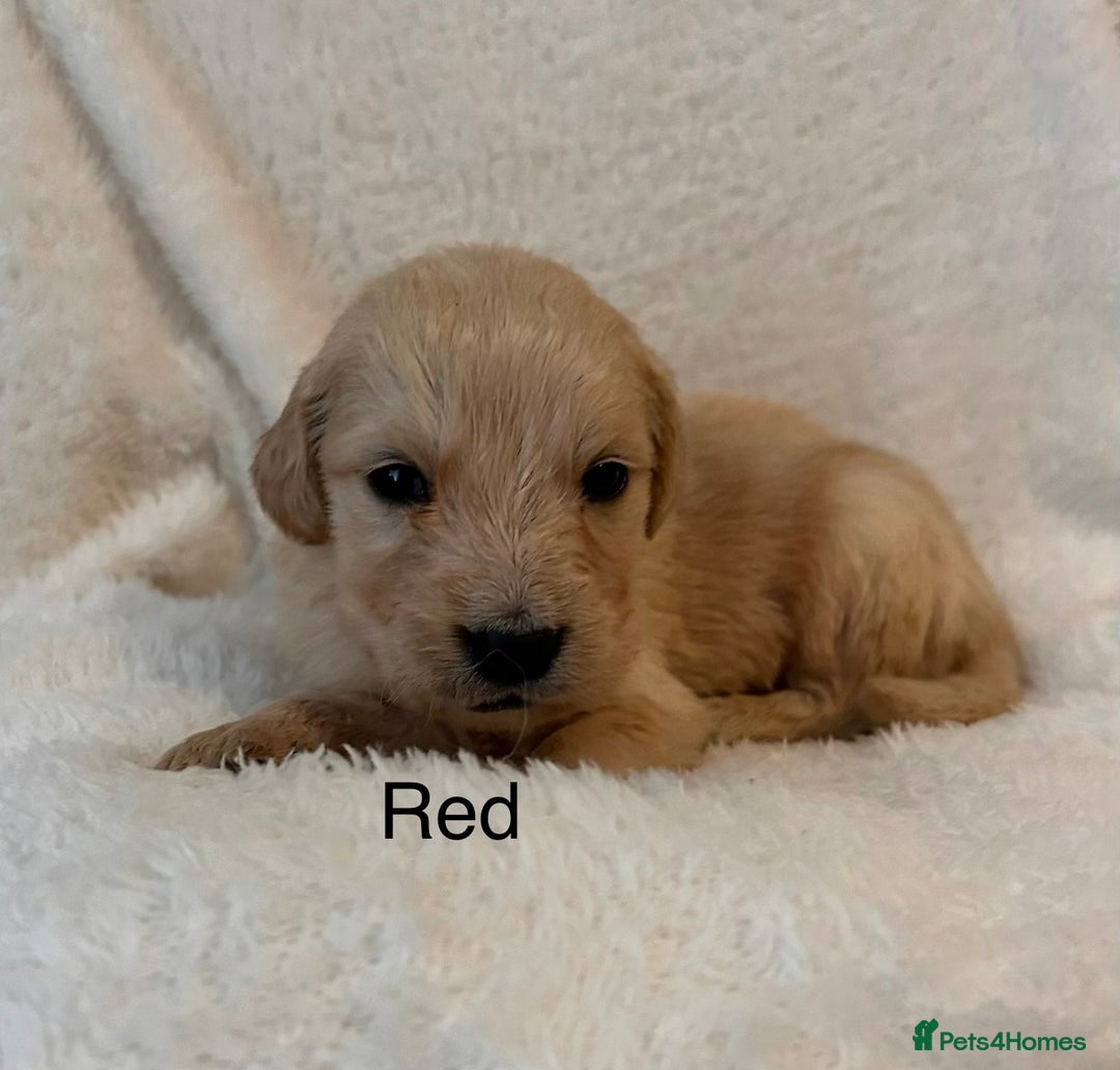 Golden Retriever dogs for sale: Beautiful KC Reg Golden Retriever - Advert 11
