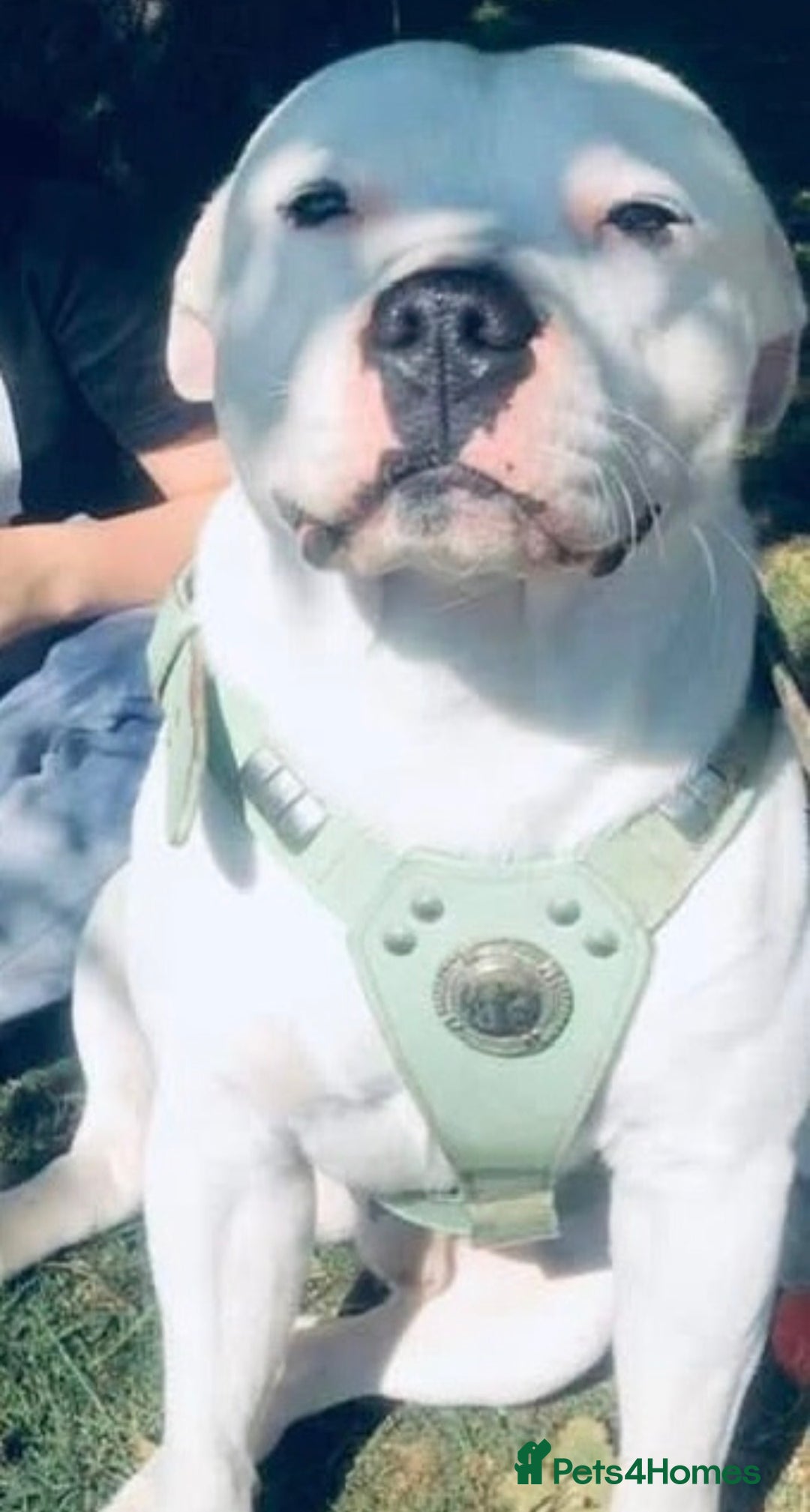 Staffordshire Bull Terrier dogs for sale: Staffy - Advert 1