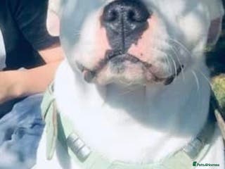 Staffordshire Bull Terrier dogs Staffy - Advert 1