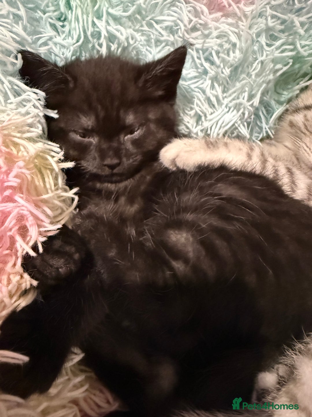 British Shorthair cats for sale: Beautiful British Shorthair Cross Kittens - Image 5