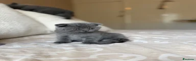 Scottish Fold 4