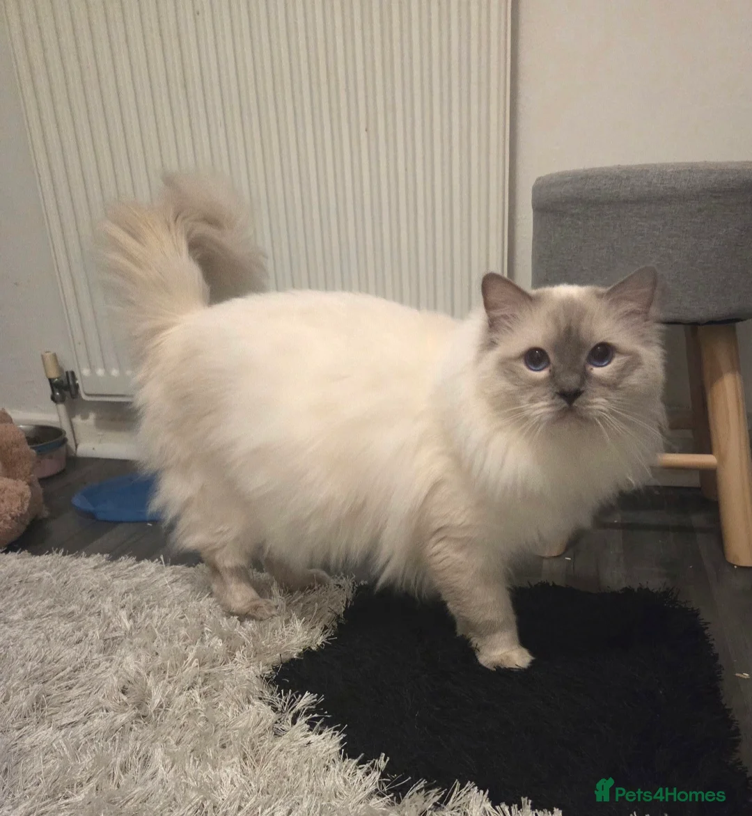 Ragdoll cats for stud: GCCF Lilac Point Ragdoll Stud Proven - Advert 6