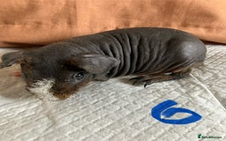 Guinea Pig rodents for sale: Well handled skinny pigs.  - Image 12