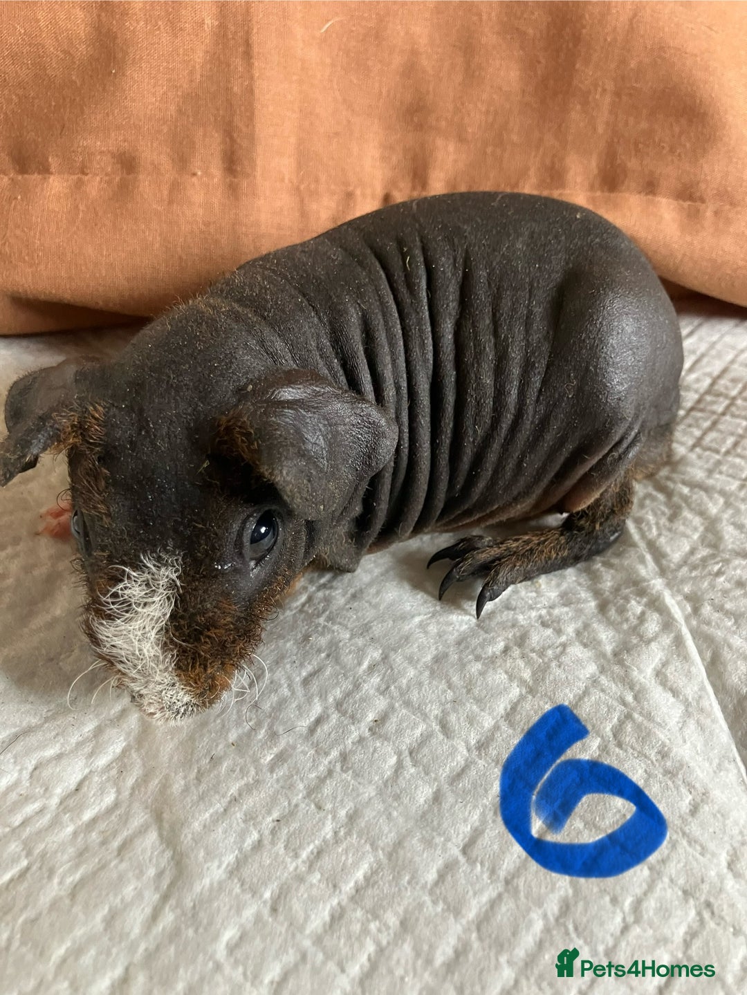 Guinea Pig rodents for sale: Well handled skinny pigs.  - Image 12