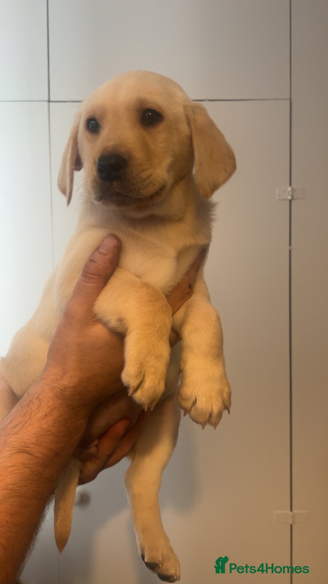 Labrador Retriever dogs for sale: Stunning Labrador puppys - Advert 18