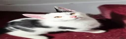 Mixed Breed cats for sale: These are exceptional kittens. - Advert 12