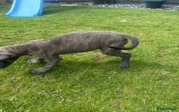 Mixed Breed dogs for sale: Italian Daniff Pups  - Image 11