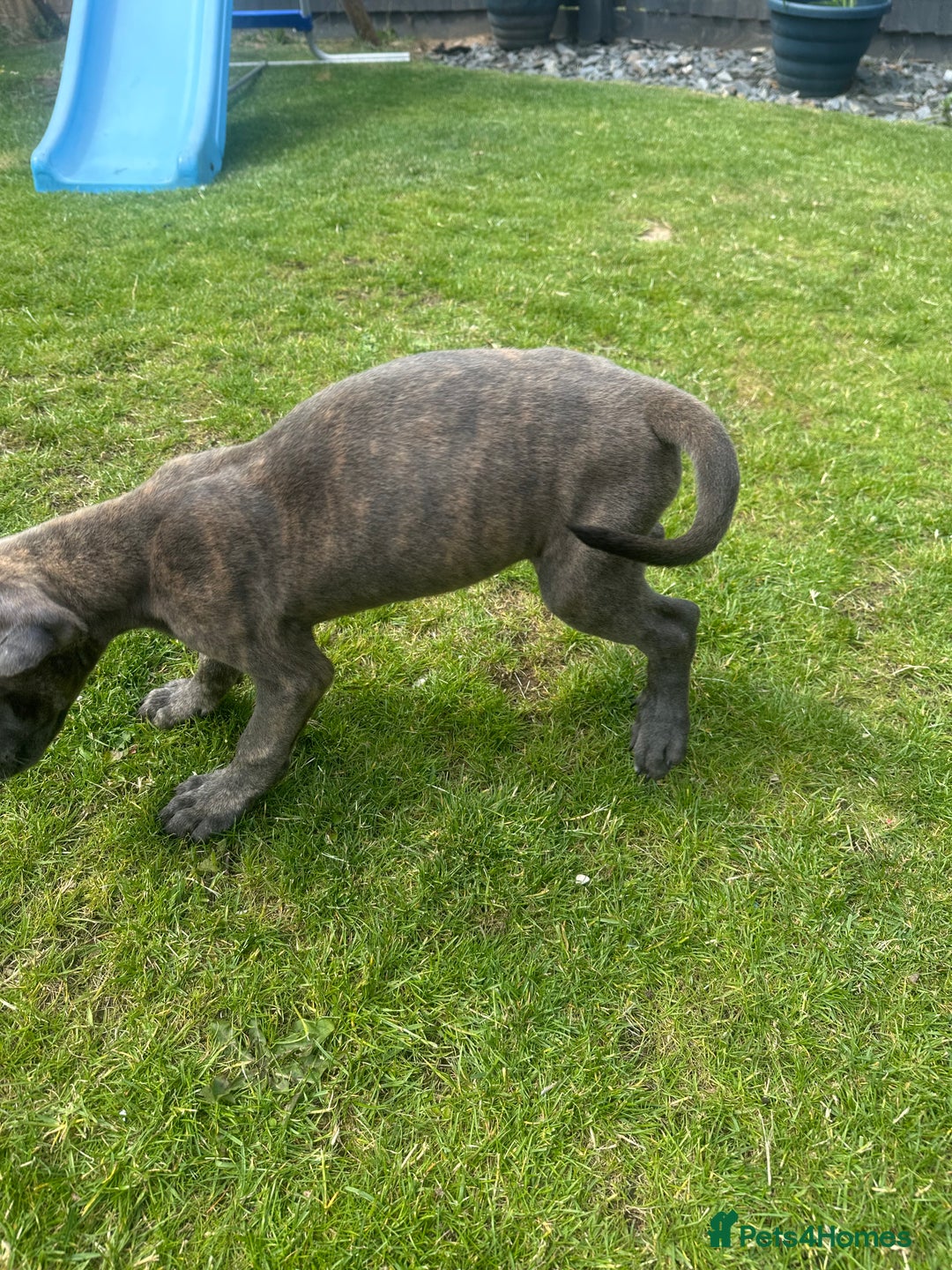 Mixed Breed dogs for sale: Italian Daniff Pups  - Image 11