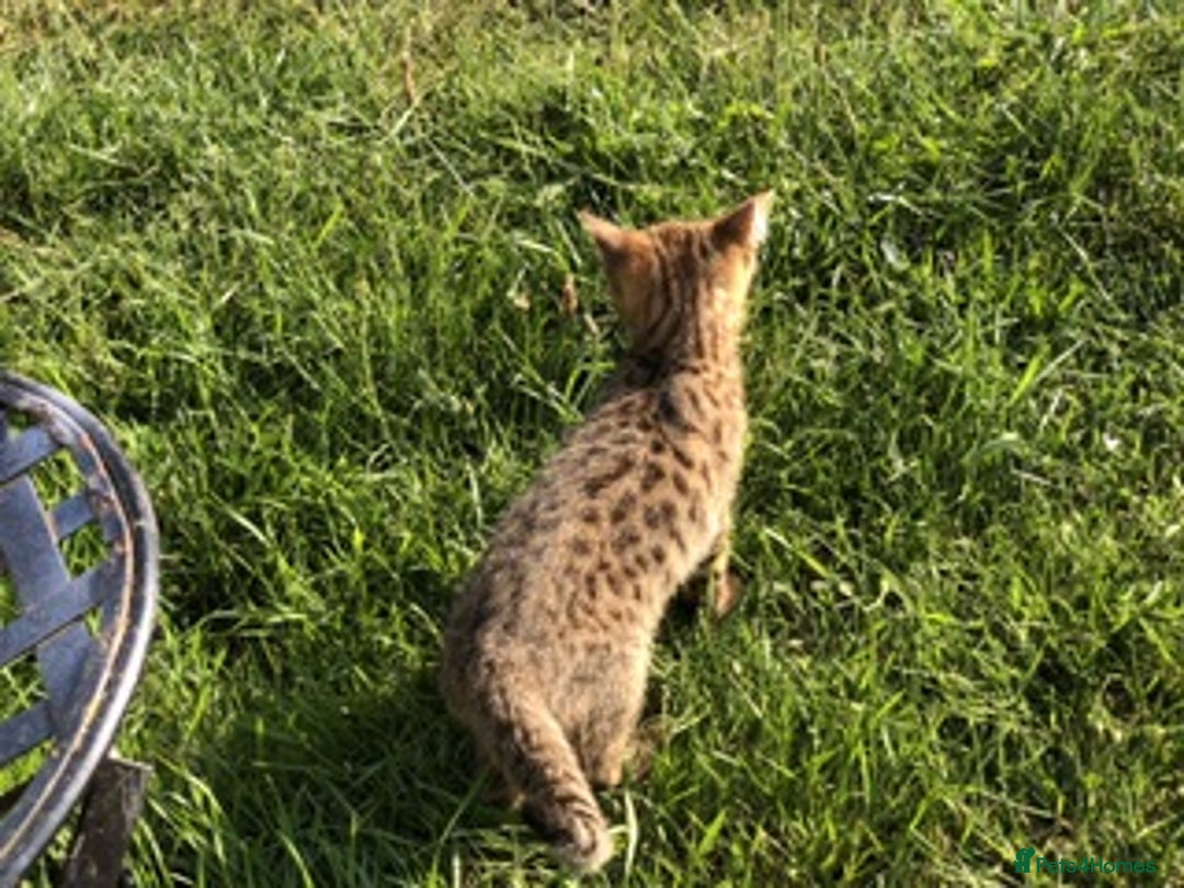 Bengal cats for sale: Bengal x British blue boys in Liss - Image 13