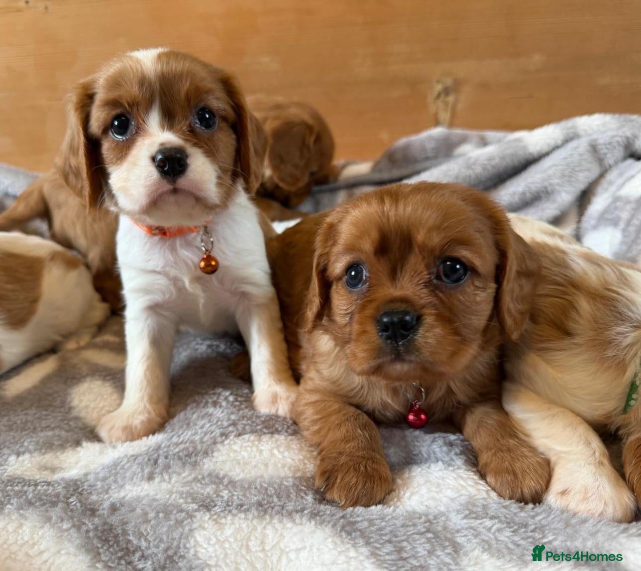 Cavalier King Charles Spaniel dogs Health tested and KC Registered  - Advert 1