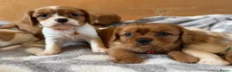 Cavalier King Charles Spaniel dogs for sale: Health tested and KC Registered  - Advert 1