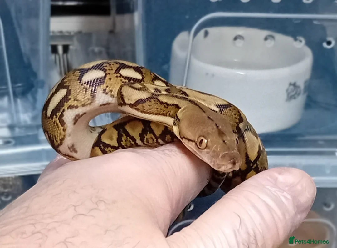 Python Snake reptiles for sale: Mayalan Python Motley Tiger  - Advert 4
