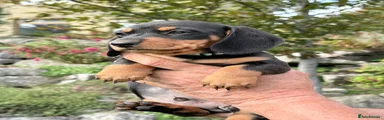 Miniature Dachshund 1