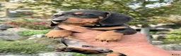 Miniature Dachshund dogs for sale: Beautiful Miniature Daschund’s Male 9 weeks old  - Advert 8