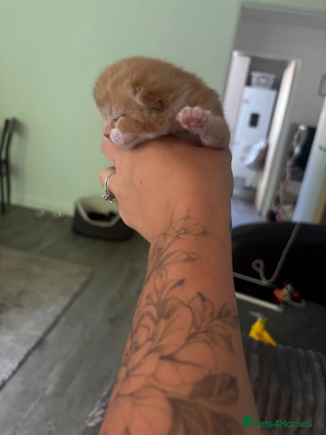 Mixed Breed cats for sale: Mixed breed kittens - Advert 12