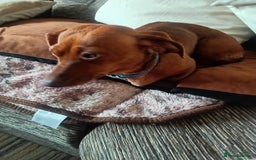 Dachshund dogs for sale: Beautiful mini Daschund  - Image 1