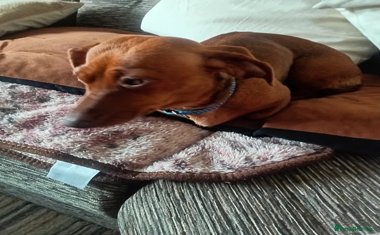 Dachshund dogs - Advert 1