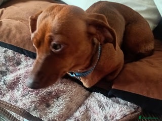 Dachshund dogs - Advert 13