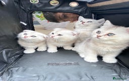 British Shorthair cats for sale: British shorthair silver chinchilla  - Image 2