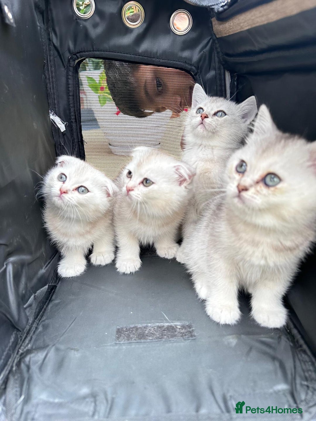 British Shorthair cats for sale: British shorthair silver chinchilla  - Image 2