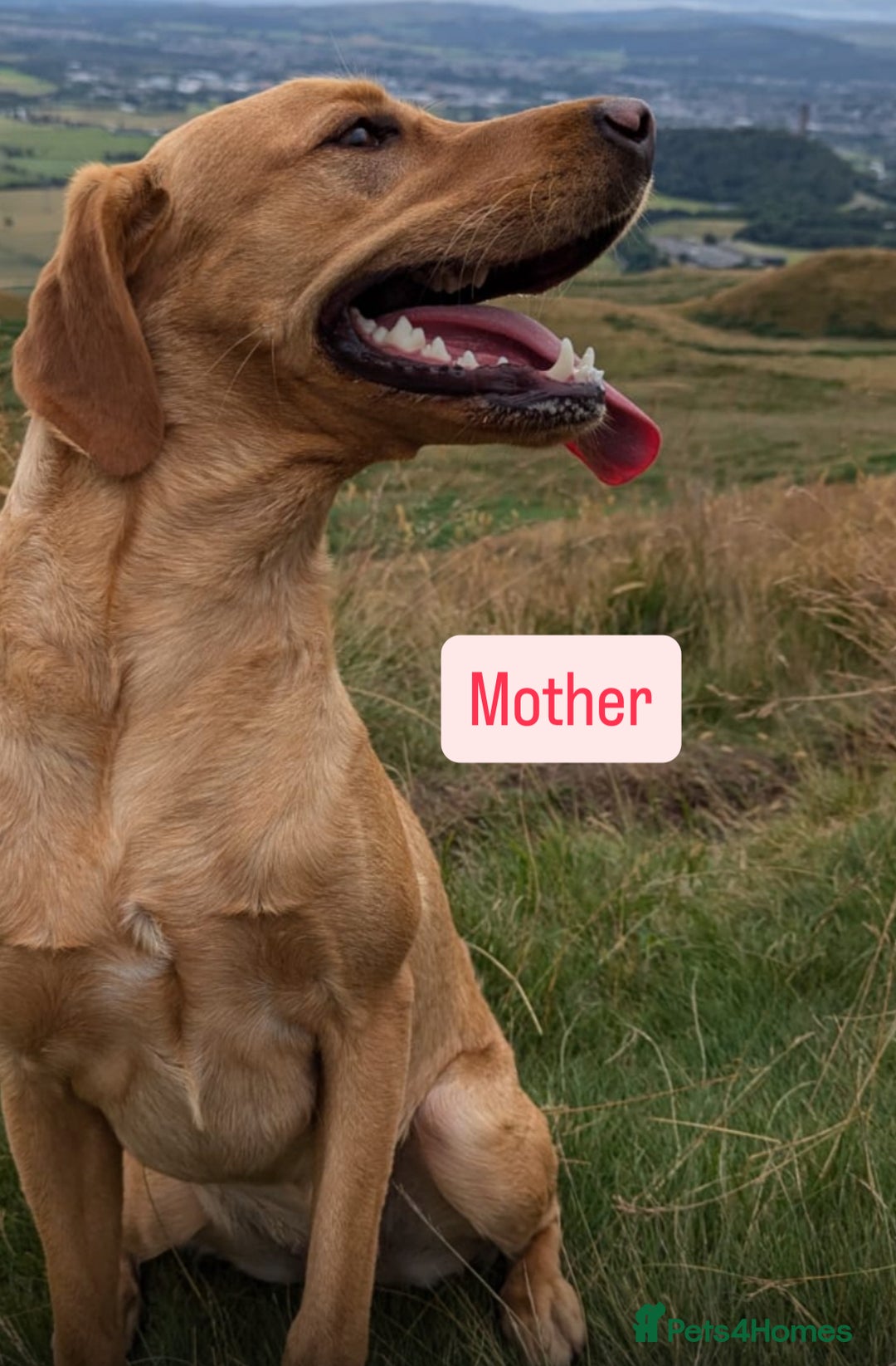 Labrador Retriever dogs for sale: Beautiful Labrador Puppies - Image 7