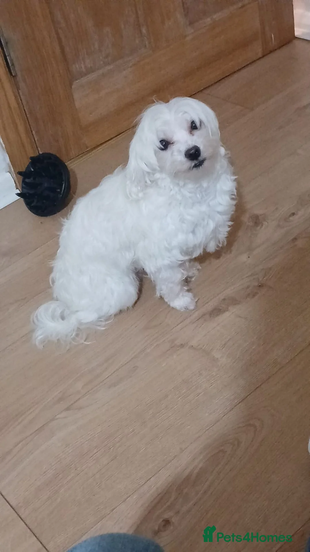 Maltipoo dogs for sale: Maltipoo puppies - Advert 3