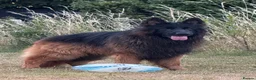 German Shepherd dogs for stud: Chief (stud)  in Sudbury - Advert 3