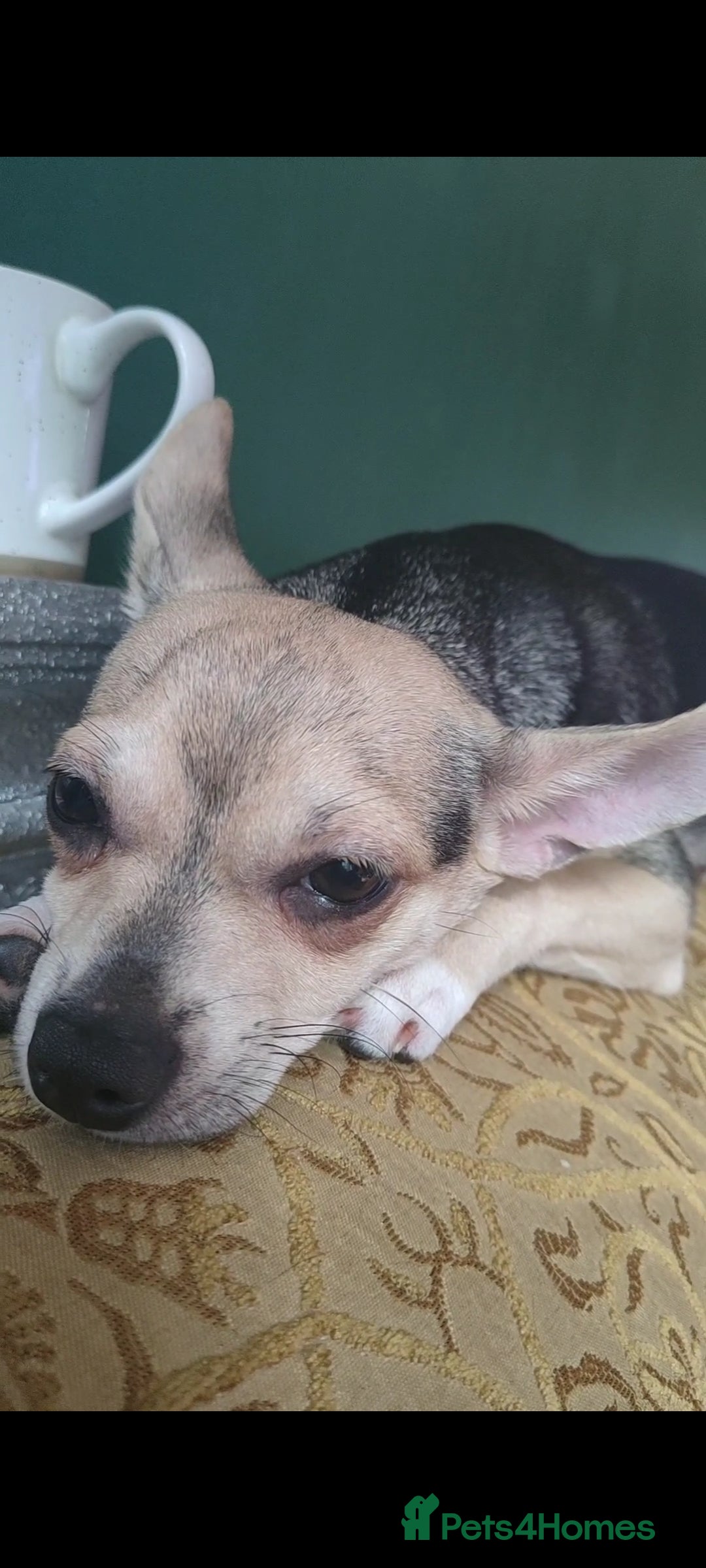 Chihuahua dogs for sale: Two Adorable Chihuahuas Looking for a Loving Home - Image 5