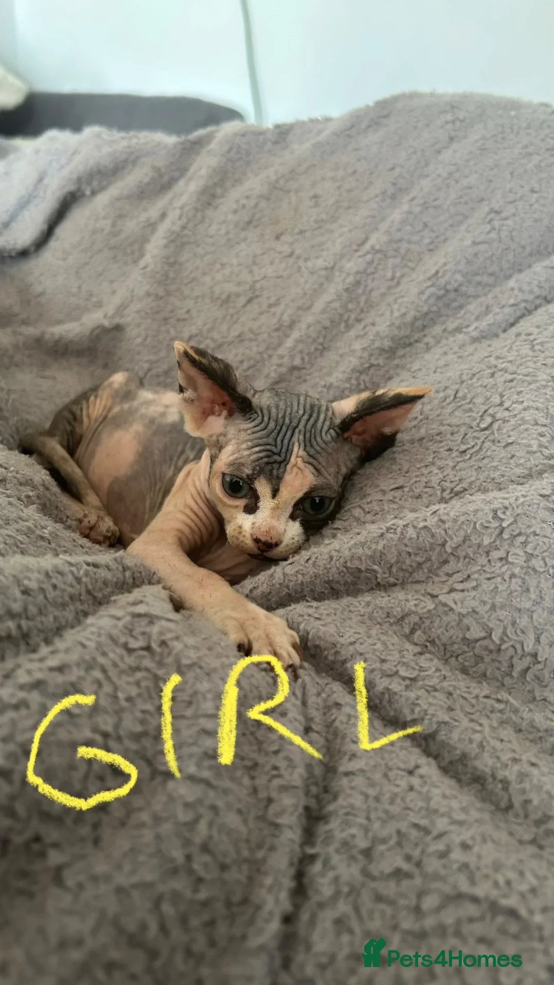 Sphynx cats for sale: Kittens are looking for new homes. - Advert 2