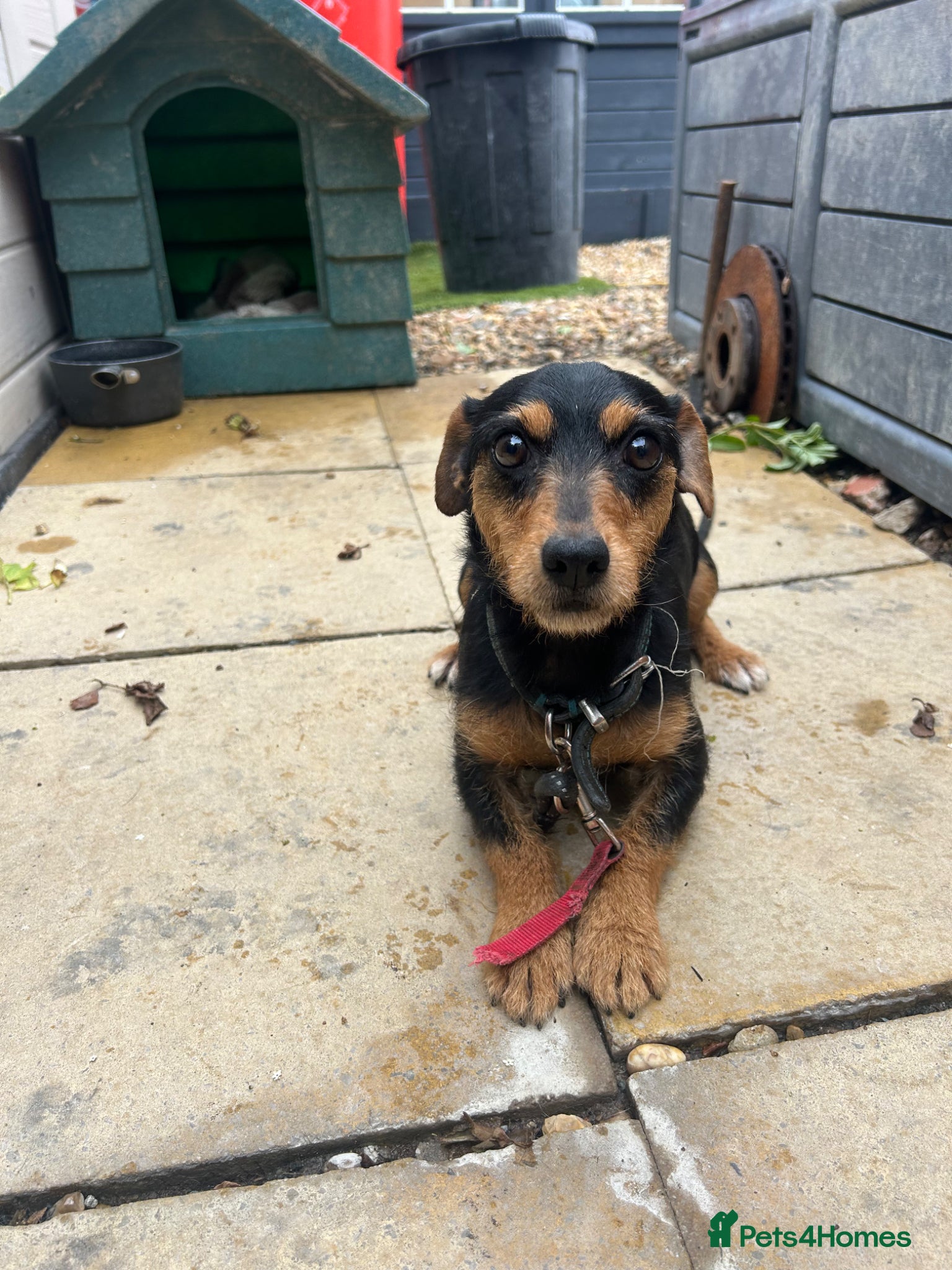 Mixed Breed dogs Jack Russell/Lakeland terrier puppies - Advert 9