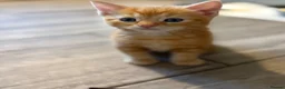 Mixed Breed cats for sale: Ready Saturday - Gorgeous Ragdoll X Ginger Kitten - Advert 3