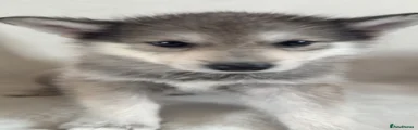 Shepsky 10