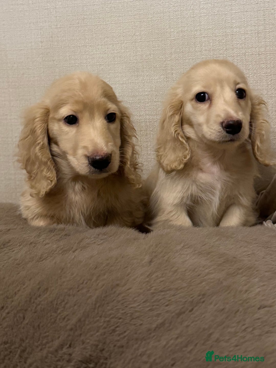Miniature Dachshund dogs for sale: Two kennel club pra clear dachshund boys Longhair - Advert 5