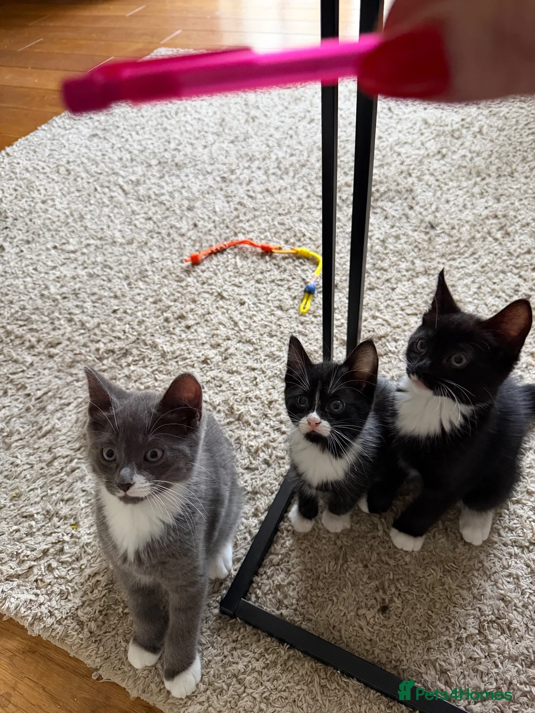 Domestic Shorthair cats for sale: 3 little kittens ready to leave.  - Advert 2
